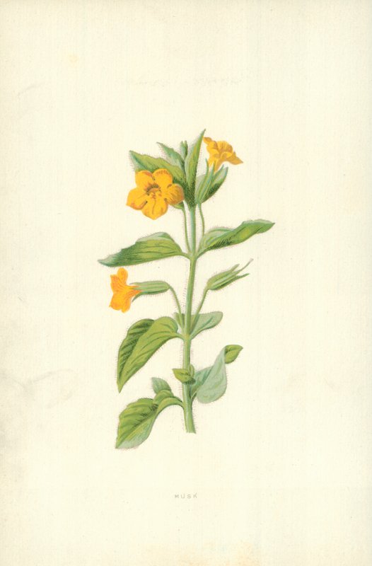 Muskus door Frederick Edward Hulme