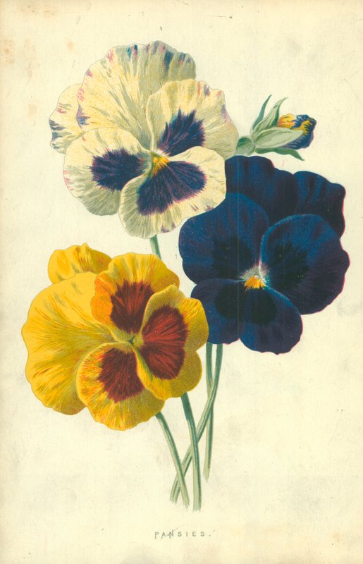 Viooltjes door Frederick Edward Hulme