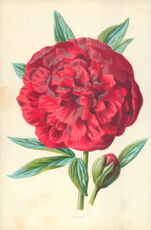 Pioenroos door Frederick Edward Hulme
