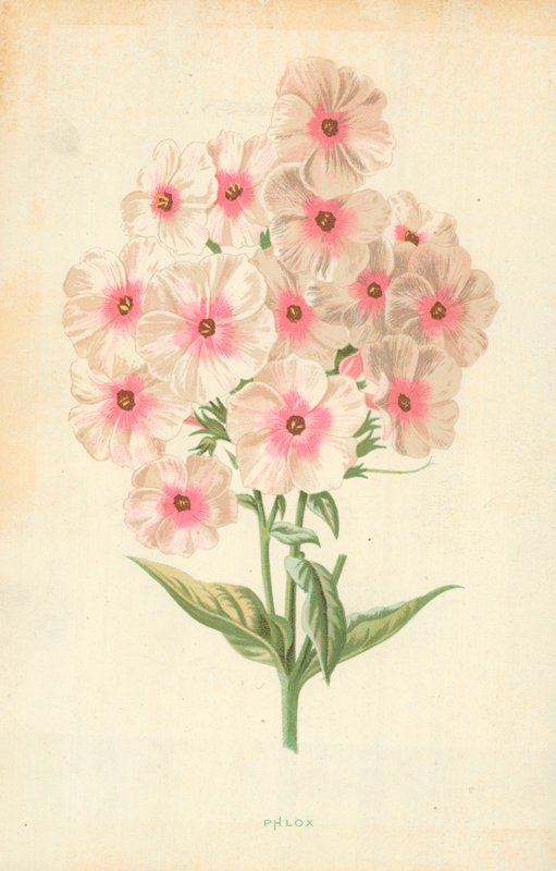 Phlox door Frederick Edward Hulme
