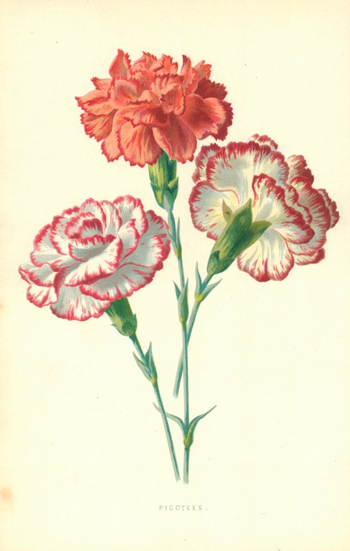 Picotees door Frederick Edward Hulme