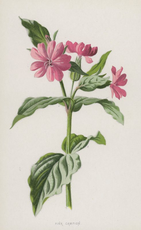 Dagkoekoeksbloem door Frederick Edward Hulme