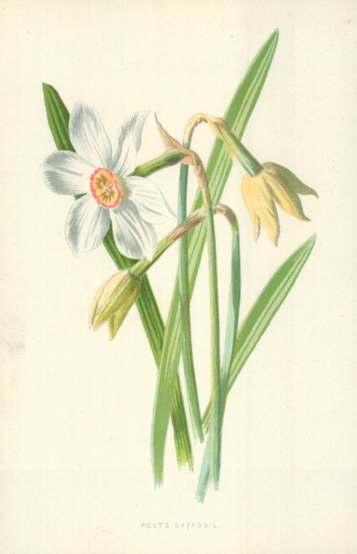 Dichter