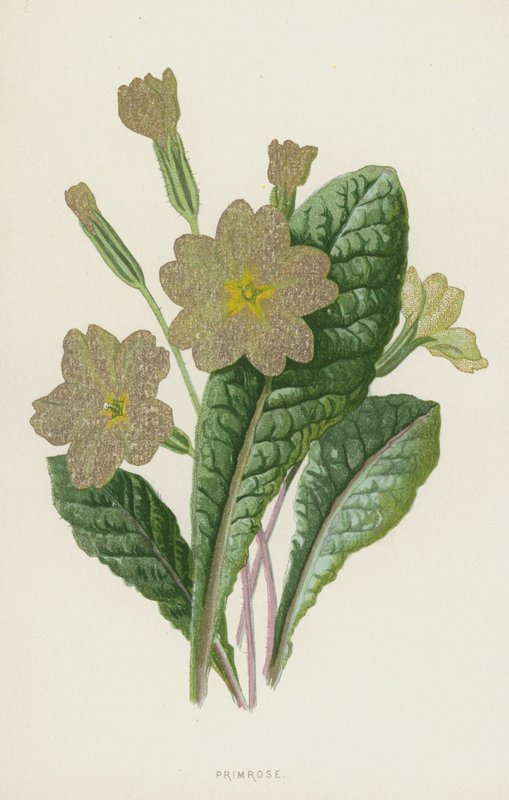 Sleutelbloem door Frederick Edward Hulme