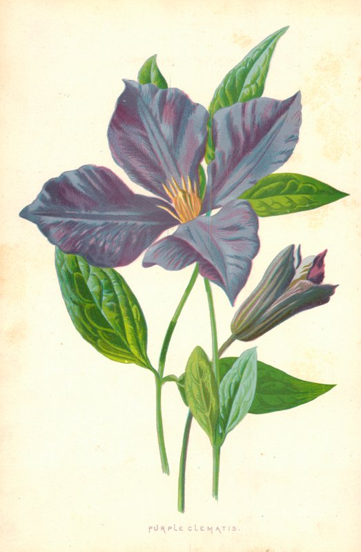 Paarse Clematis door Frederick Edward Hulme
