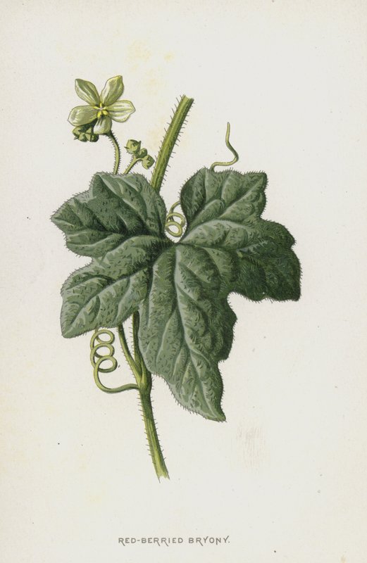 Rode Kamperfoelie door Frederick Edward Hulme