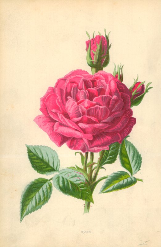 Roos door Frederick Edward Hulme
