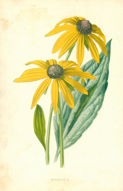 Rudbeckia door Frederick Edward Hulme