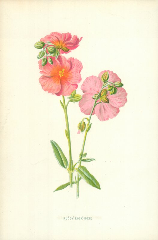 Rode Rotsroos door Frederick Edward Hulme