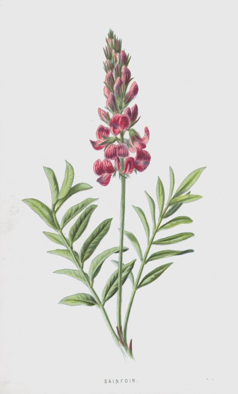 Sainfoin door Frederick Edward Hulme