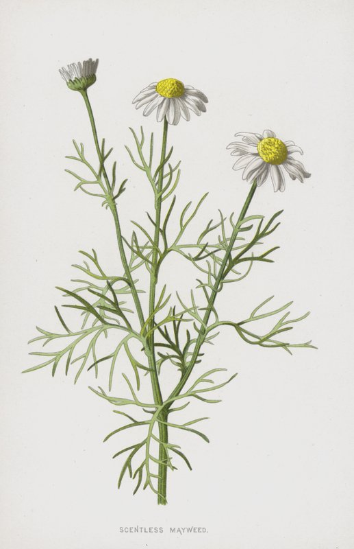 Reukeloze Kamille door Frederick Edward Hulme