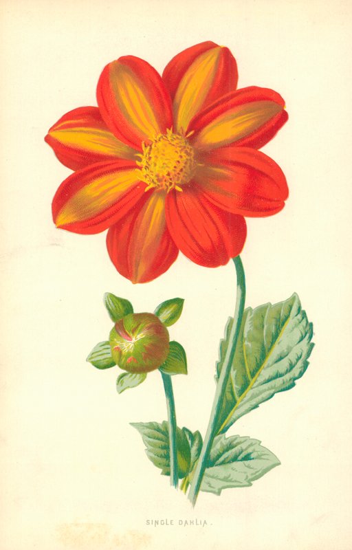 Enkele Dahlia door Frederick Edward Hulme