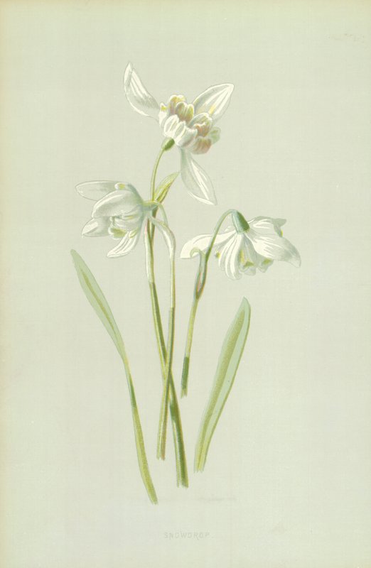 Sneeuwklokje door Frederick Edward Hulme