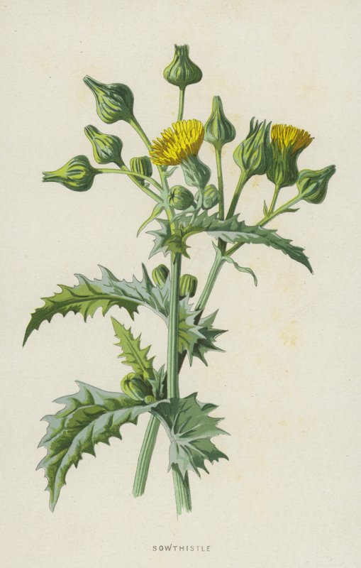 Melkdistel door Frederick Edward Hulme