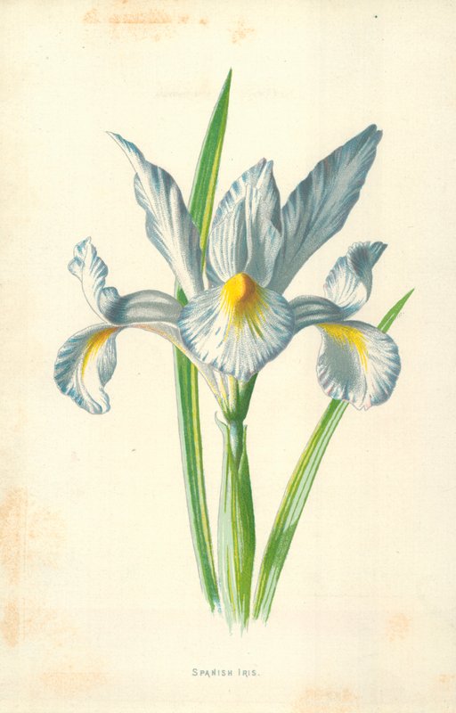 Spaanse iris door Frederick Edward Hulme
