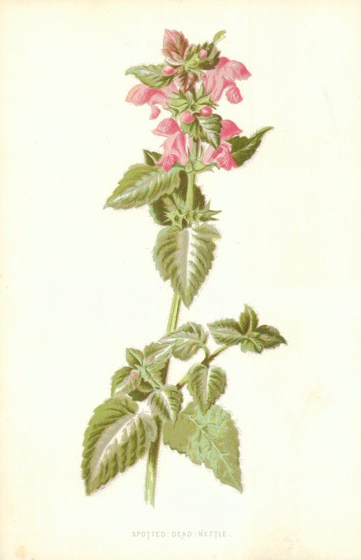 Gevlekte dovenetel door Frederick Edward Hulme
