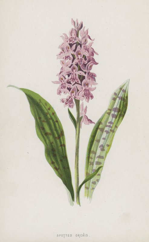 Gevlekte Orchis door Frederick Edward Hulme