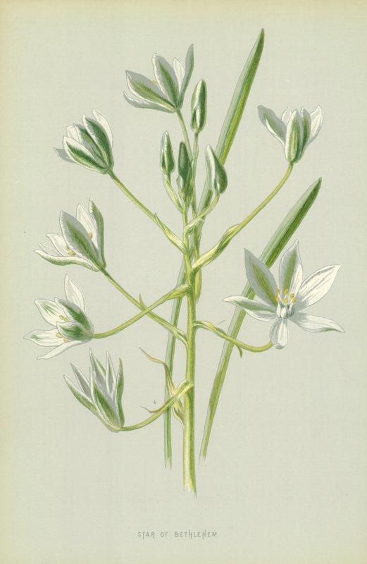 Ster van Bethlehem door Frederick Edward Hulme