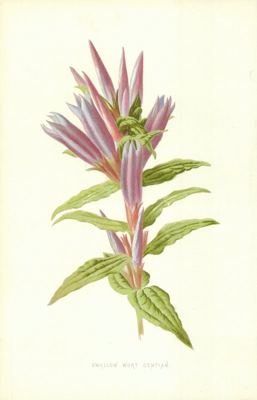 Zwaluwkruid Gentiaan door Frederick Edward Hulme