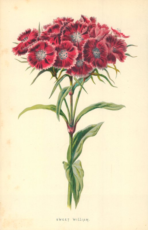Duizendschoon door Frederick Edward Hulme