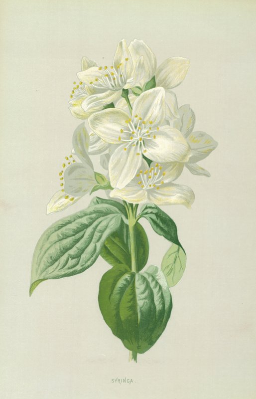 Sering door Frederick Edward Hulme