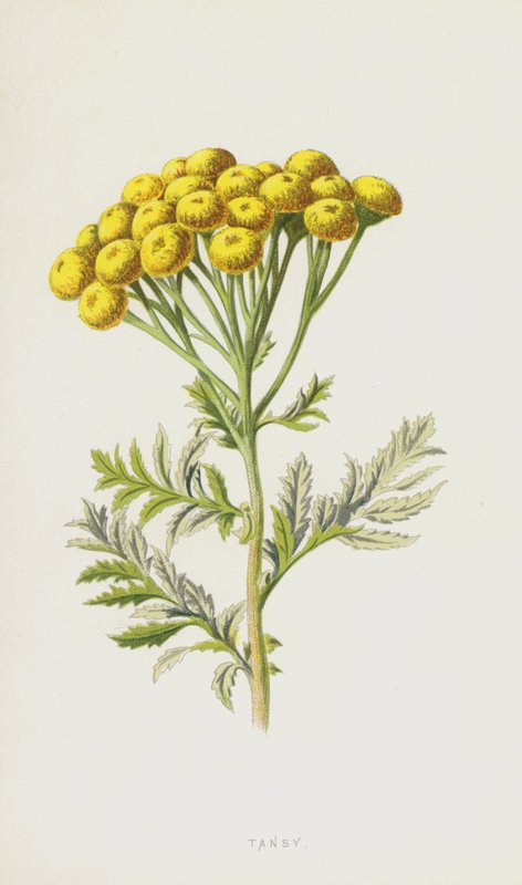 Boerenwormkruid door Frederick Edward Hulme