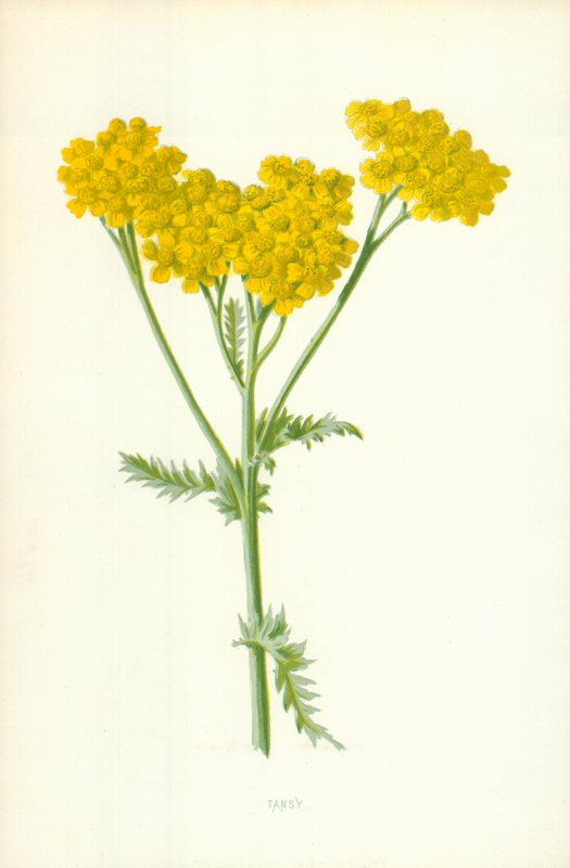 Boerenwormkruid door Frederick Edward Hulme