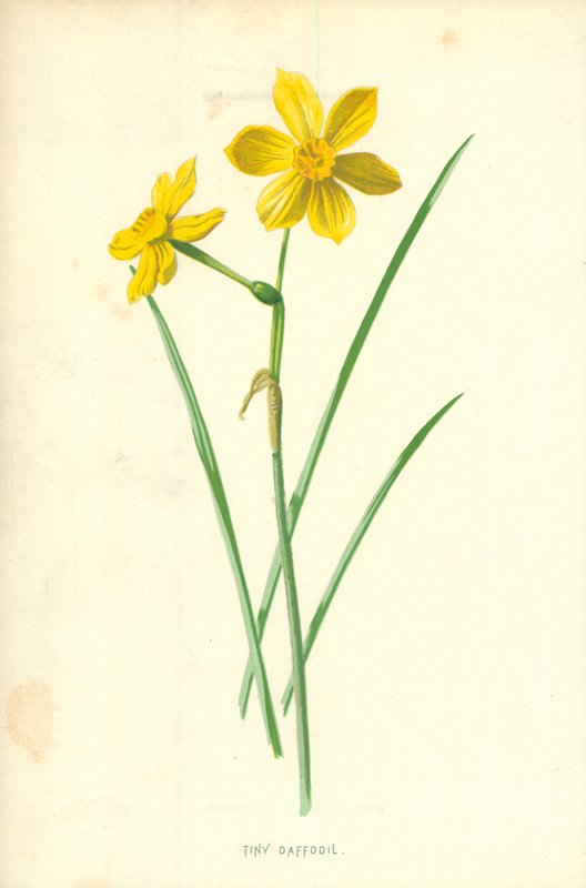 Kleine narcis door Frederick Edward Hulme