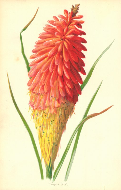 Fakkellelie door Frederick Edward Hulme