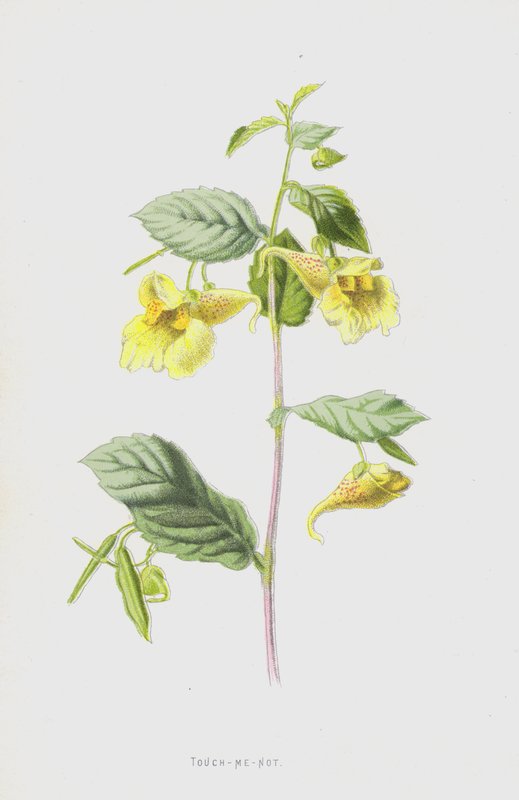 Springzaad door Frederick Edward Hulme