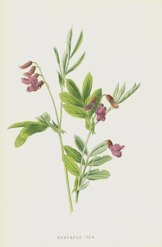 Knolwikke door Frederick Edward Hulme