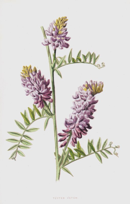Veldlathyrus door Frederick Edward Hulme