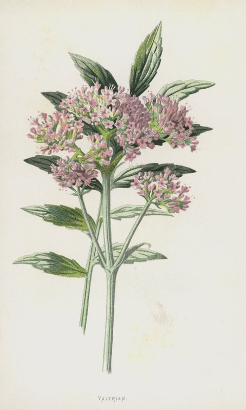 Valeriaan door Frederick Edward Hulme