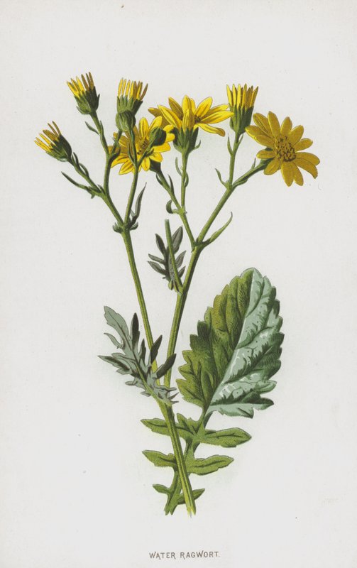 Waterkruiskruid door Frederick Edward Hulme