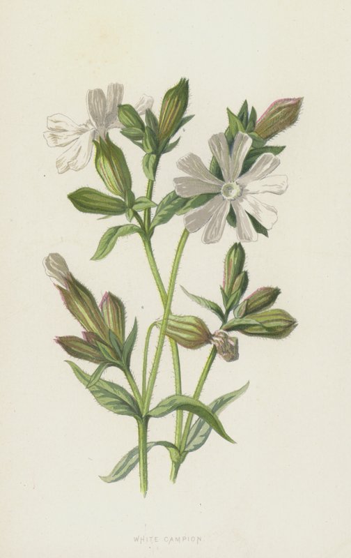 Avondkoekoeksbloem door Frederick Edward Hulme