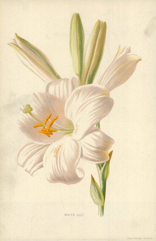 Witte Lelie door Frederick Edward Hulme