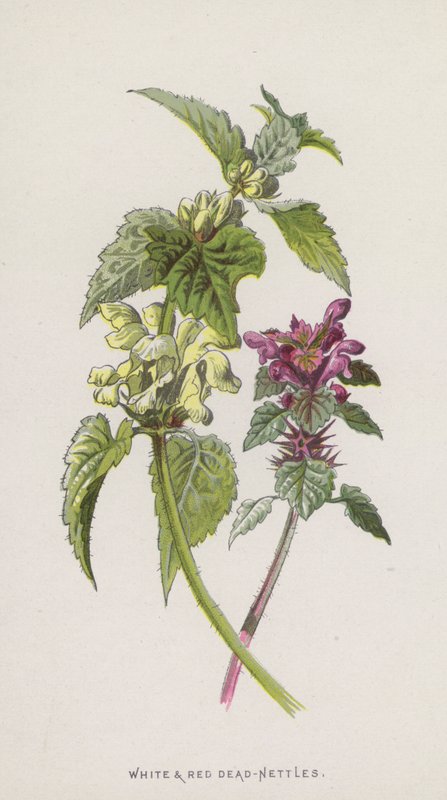 Witte en Rode Dovenetel door Frederick Edward Hulme