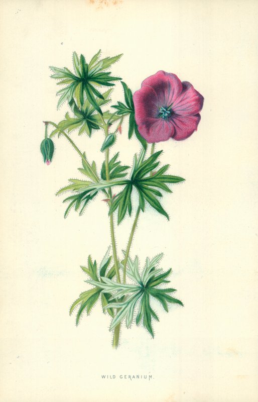Wilde geranium door Frederick Edward Hulme