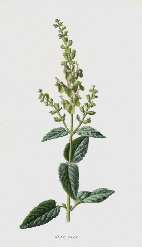 Houtzegge door Frederick Edward Hulme