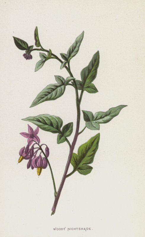Bitterzoet door Frederick Edward Hulme