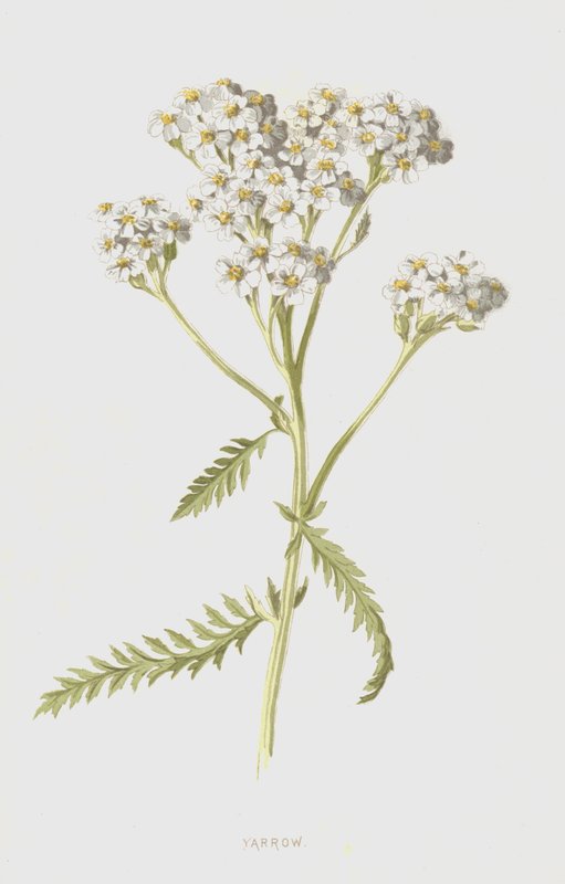Duizendblad door Frederick Edward Hulme