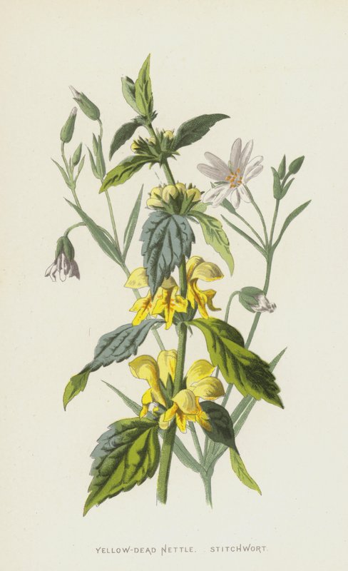 Gele Dovenetel en Grootbloemmuur door Frederick Edward Hulme
