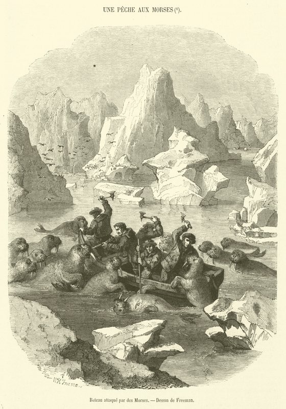 Boot aangevallen door walrussen (gravure) door French School