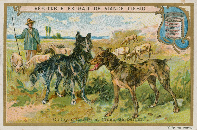 Border Collie en Herdershond door French School