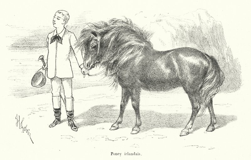 Jongen met een Iers pony (gravure) door French School