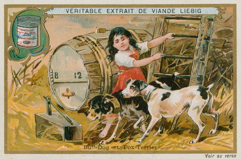 Bulldog en Fox Terrier door French School