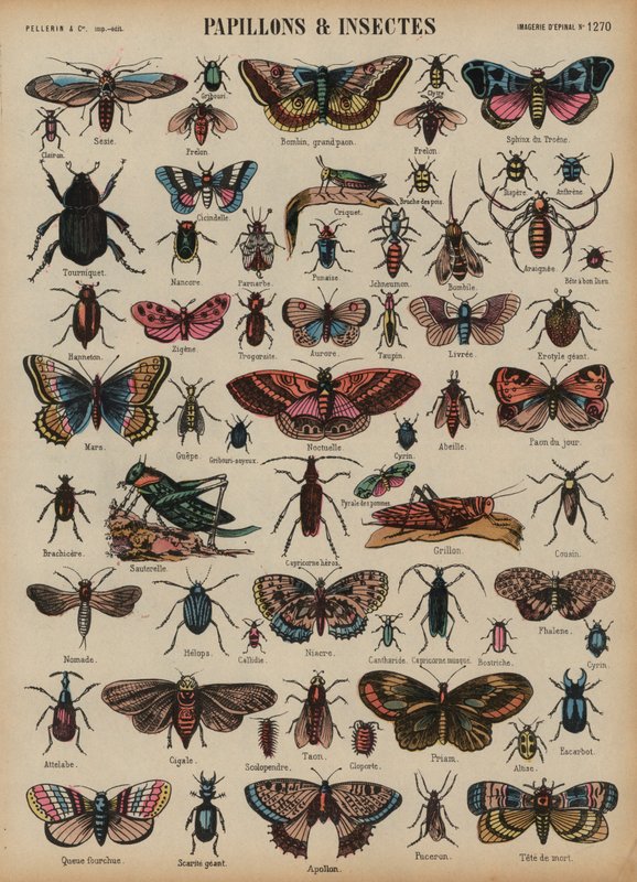Vlinders en andere insecten door French School