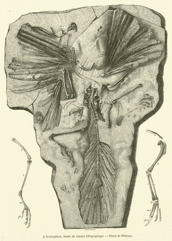 De Archaeopteryx, fossiel uit lithografische kalksteen door French School