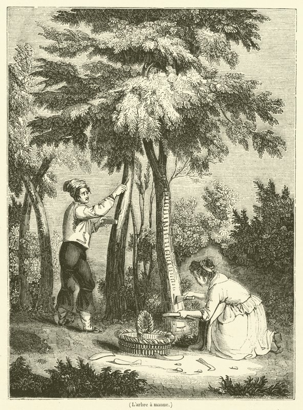 De boom van manna (gravure) door French School