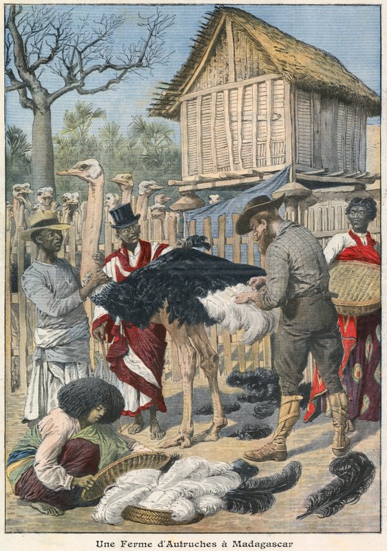 Struisvogelfarm in Madagaskar door French School